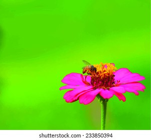 honey bee