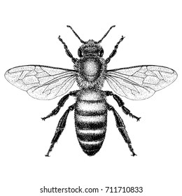 Drawing Drawing Illustration Vintage Honey Bee