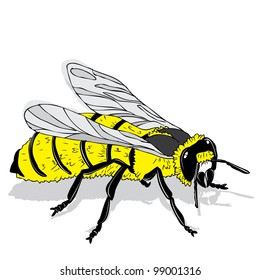 honey bee