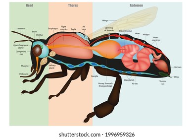 Honey Bee Apis mellifera, internal Anatomy and Physiology. Bee Sectional Anatomy Diagram