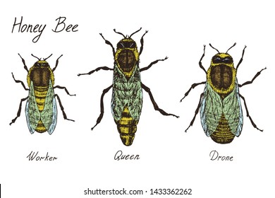 Honey bee archetypical caste specimens,  worker, queen and drone, high quality vintage engraved color illustration style, hand drawn doodle, sketch, vector with inscription