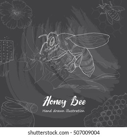Honey bee background.  Honey bee hand drawn illustrations chalk drawing style.