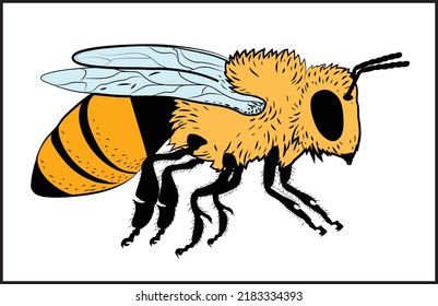 The honey bee. Bees are winged insects closely related to wasps and ants, known for their role in pollination and, in the case of the best-known bee species, the western