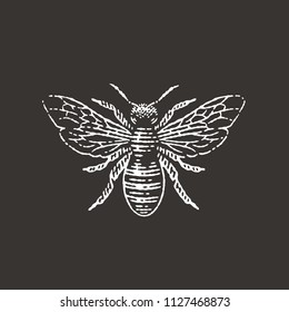 Honey Bee. Black Background. Hand Drawn Engraving Style Illustrations.