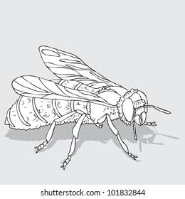honey bee black and white