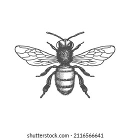 Ilustración vectorial en blanco y negro de Honey Bee. Dibujo vectorial, de la mano, vintage, arte de la línea de la miel de abeja sobre fondo blanco 