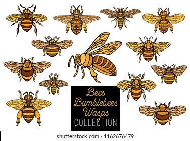 Honey bee bumblebees wasps set sketch style collection insert honeybee wings emblem symbols white background Hand drawn vector color illustration.