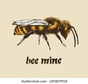 Honey bee color vector illustration in engraving style isolated on beige background