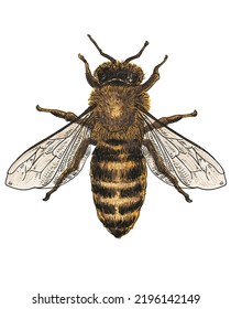 Honey bee colour vector illustration