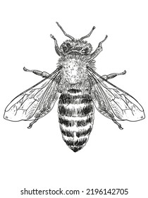 Honey bee colour vector illustration, Honey bees are animals that have a symbol of the goodness of nature