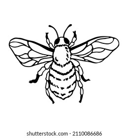 Honey bee in doodle style. Hand drawn clip art illustration.