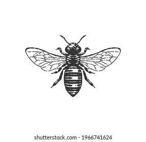 Honey bee engraving, etching  drawing.