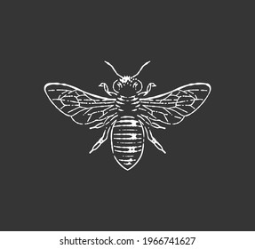 Honey bee engraving, etching  drawing.