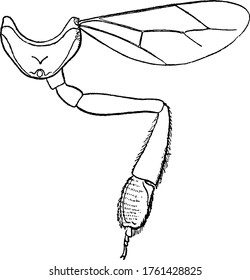 A Honey Bee is a eusocial, flying insect in the family Apidae, they lives in colonies. This figure represent Metathorax of Honey Bee, vintage line drawing or engraving illustration.