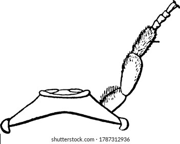 Eine Honigbiene ist ein eusoziales, fliegendes Insekt in der Familie Apidae, sie leben in Kolonien. Diese Figur repräsentiert Prothorax der Honigbiene, Vintage-Linie Zeichnung oder Gravitation Illustration.