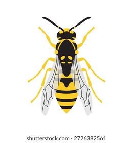 Honigbiene, flache Vektorgrafik einzeln auf weißem Hintergrund. Insektensymbol