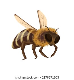 Honey bee flying with buzz vector illustration. Cartoon isolated cute honeybee, small wild insect from hive, little worker with wings collecting pollen from flowers in summer or spring nature