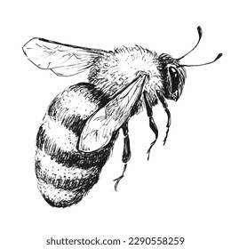 Honey bee flying sketch on white background. Vintage drawing, outline vector etching.	