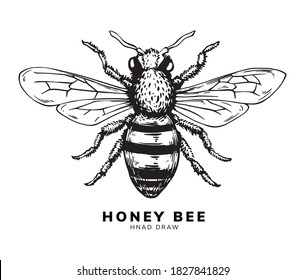 honey bee hand drawing design