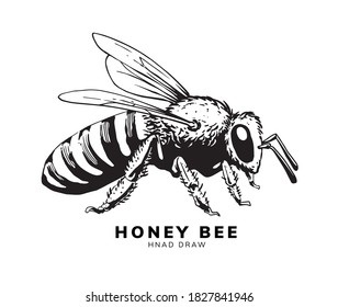 honey bee hand drawing design