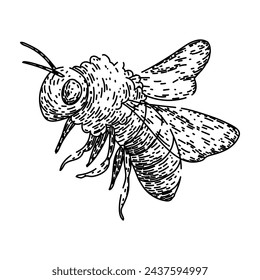 honey bee hand drawn. cute black, fly sketch, insect baby honey bee vector sketch. isolated black illustration
