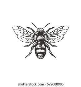 Bee Drawing Images Stock Photos Vectors Shutterstock - 