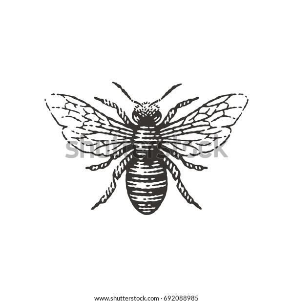 Honey Bee Hand Drawn Engraving Vintage Stock Vector (royalty Free 