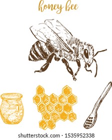 Honey and bee hand drawn sketch elements vector illustration. Honecomb, organic food, barrel of honey isolated on white.