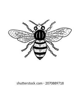 Honey bee hand drawn style on white background. Vector Illustration