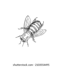 Honey bee hand drawn vintage clip art, engraving vector illustration isolated on white background. Honeybee apis insect monochrome black line image in retro style.