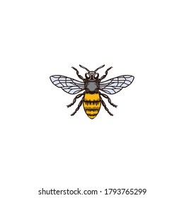 Honey Bee Hawk vector Illustration