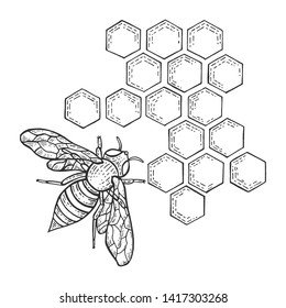 Honey bee and honeycomb insect animal sketch engraving vector illustration. Scratch board style imitation. Black and white hand drawn image.