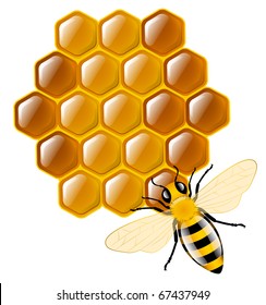 Honey bee and honeycombs