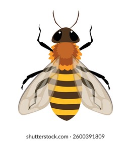 Honey Bee Icon Isolated on White Background. Vector cartoon Illustration