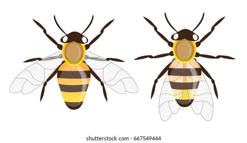 Honey Bee Illustration