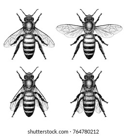 Honey bee illustration with four different wing placements