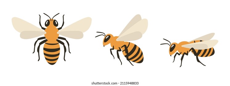 Honey bee illustration set: top view, flying side view, and sitting side view