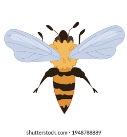 Honey Bee insect flat vector illustration isolated on white background. Single honeybee flying image for honey packaging and prints or apiary.