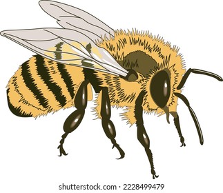 Honey Bee Insect Vector Illustration