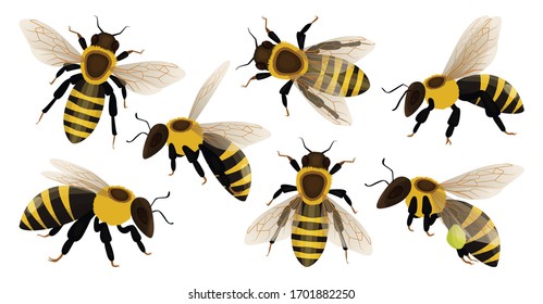 Медоносная пчела изолированный мультфильм набор значок. Векторная иллюстрация животных медоносной пчелы на белом фоне. Векторный мультфильм набор значок медоносной пчелы.
