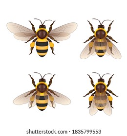 Honey bee isolated cartoon set. Animal of honeybee on white background. Vector EPS10