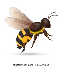 Honey bee isolated cartoon set. Animal of honeybee on white background. Vector EPS10