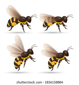 Honey bee isolated cartoon set. Animal of honeybee on white background. Vector EPS10