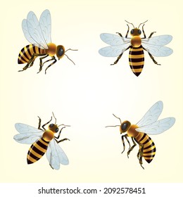 Honey Bee Isolated Cartoon Set Icon. Vector Illustration Animal Of Honeybee On White Background. Vector Cartoon Set Icon Honey Bee .