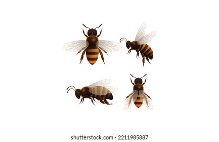 Icono del juego de dibujos animados aislados de abejas melíferas. Dibujo vectorial animal de abeja de miel sobre fondo blanco. Icono del conjunto de dibujos animados vectores abeja 