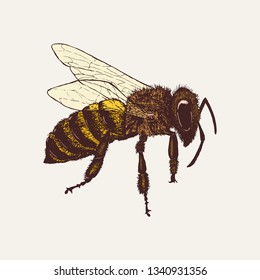 Honey bee isolated on white background. Hand drawn color sketch in vintage engraving style. Insect vector illustration