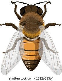 Honey bee isolated on white background illustration