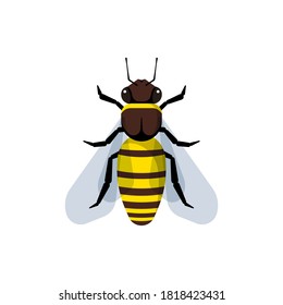 Honey bee isolated on white background. Flat style vector illustration