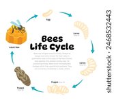 Honey Bee Life Cycle Diagram for Science Education development process scheme illustration, Different insect stages examples bee egg, larvae, honeycomb, pupa and adult, explanation scheme.