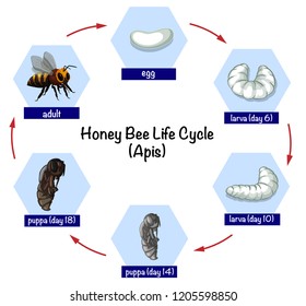 Bee Life Cycle Chart